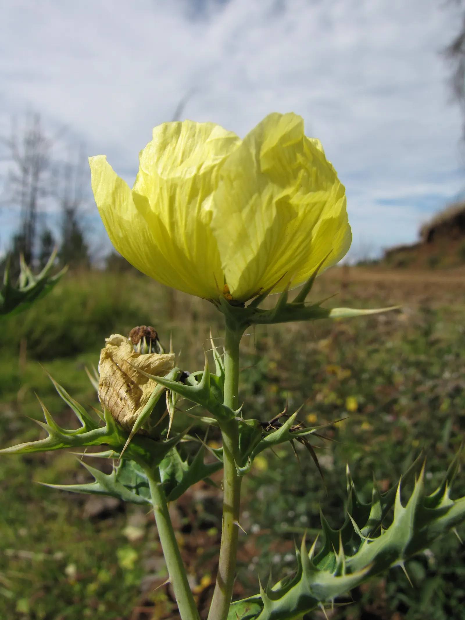 Prickly Poppy (Argemone Munita) — Its leaves and stems are covered with spiny prickles; excellent for xeriscaping, it adds texture and a vibrant splash of