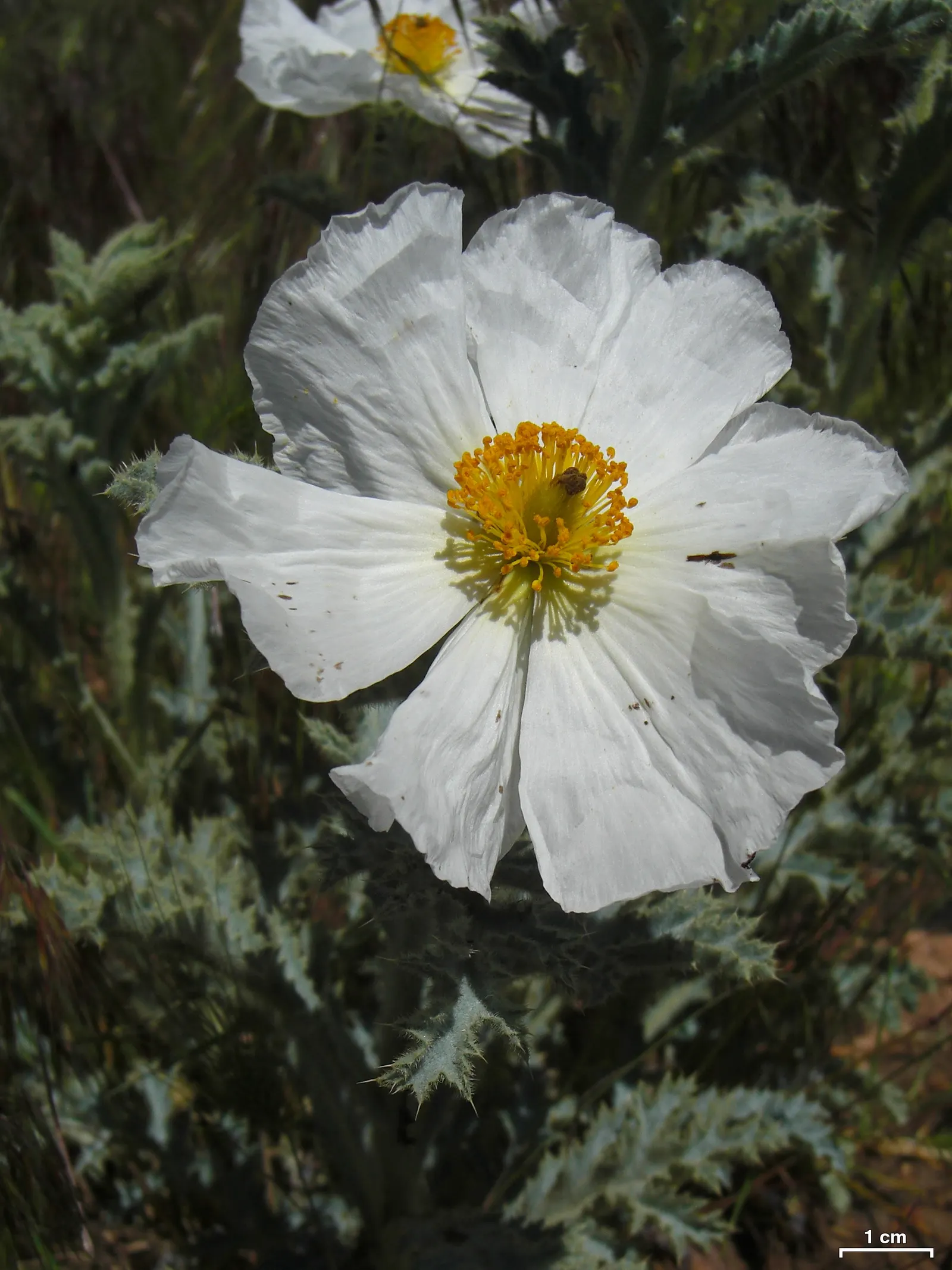 Prickly Poppy (Argemone Munita) — annual / perennial with multi-colored and white blooms