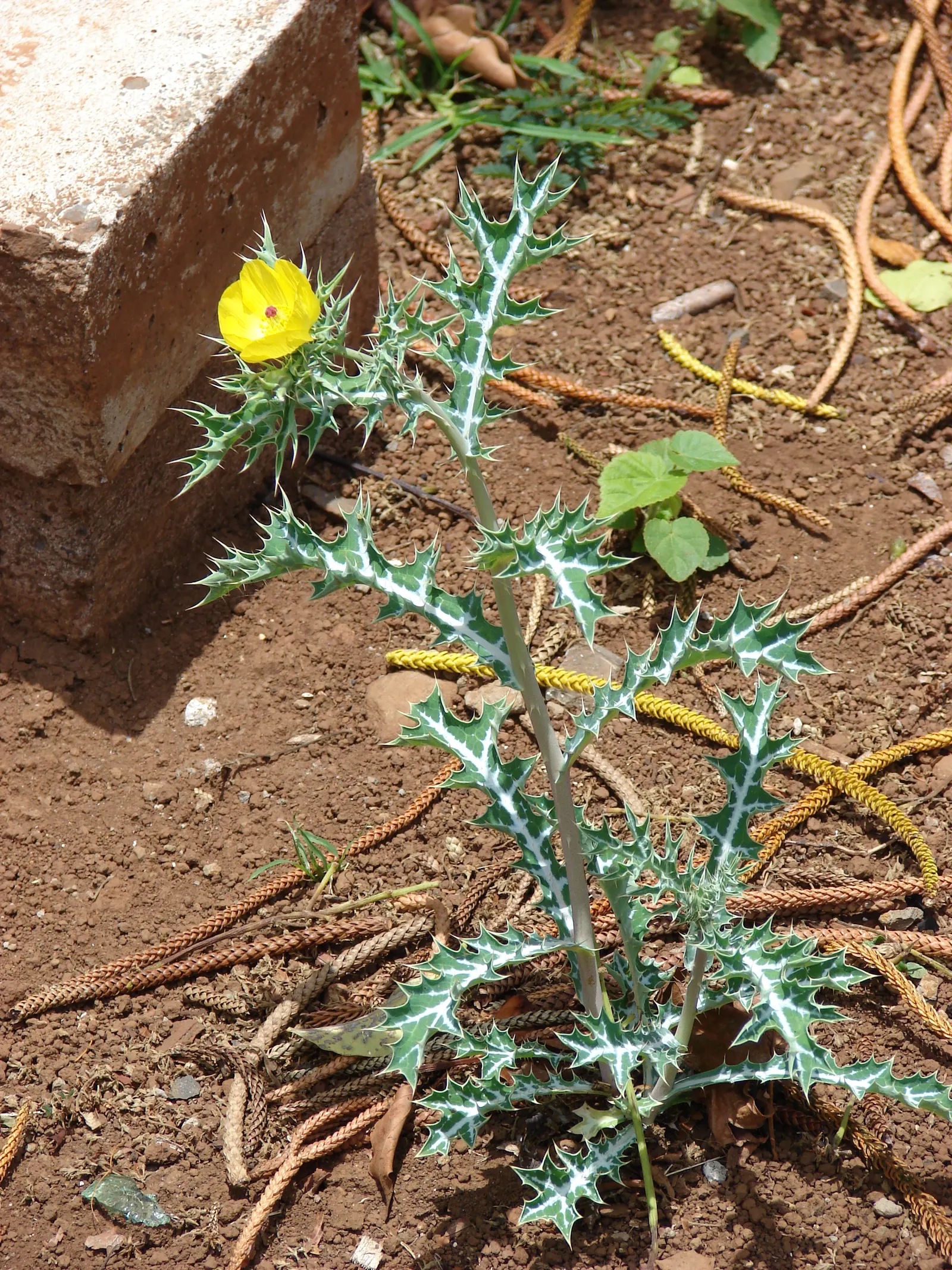 Prickly Poppy (Argemone Munita) — Despite its prickly nature