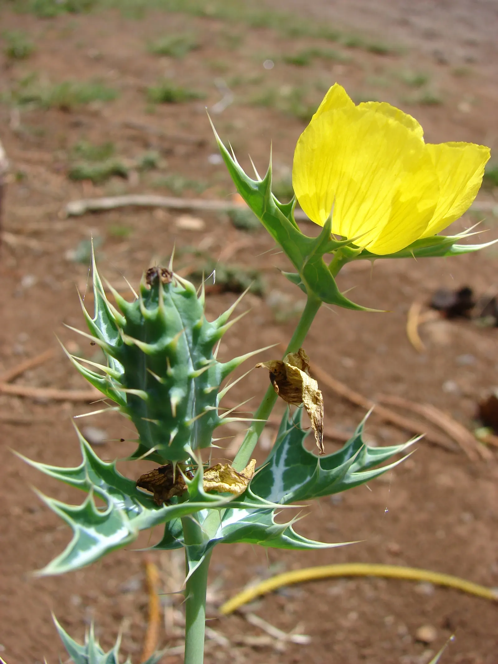 Prickly Poppy (Argemone Munita) — white to yellow flowers up to 6in across atop blue-green; the Prickly Poppy can thrive in USDA zones 7 through 10
