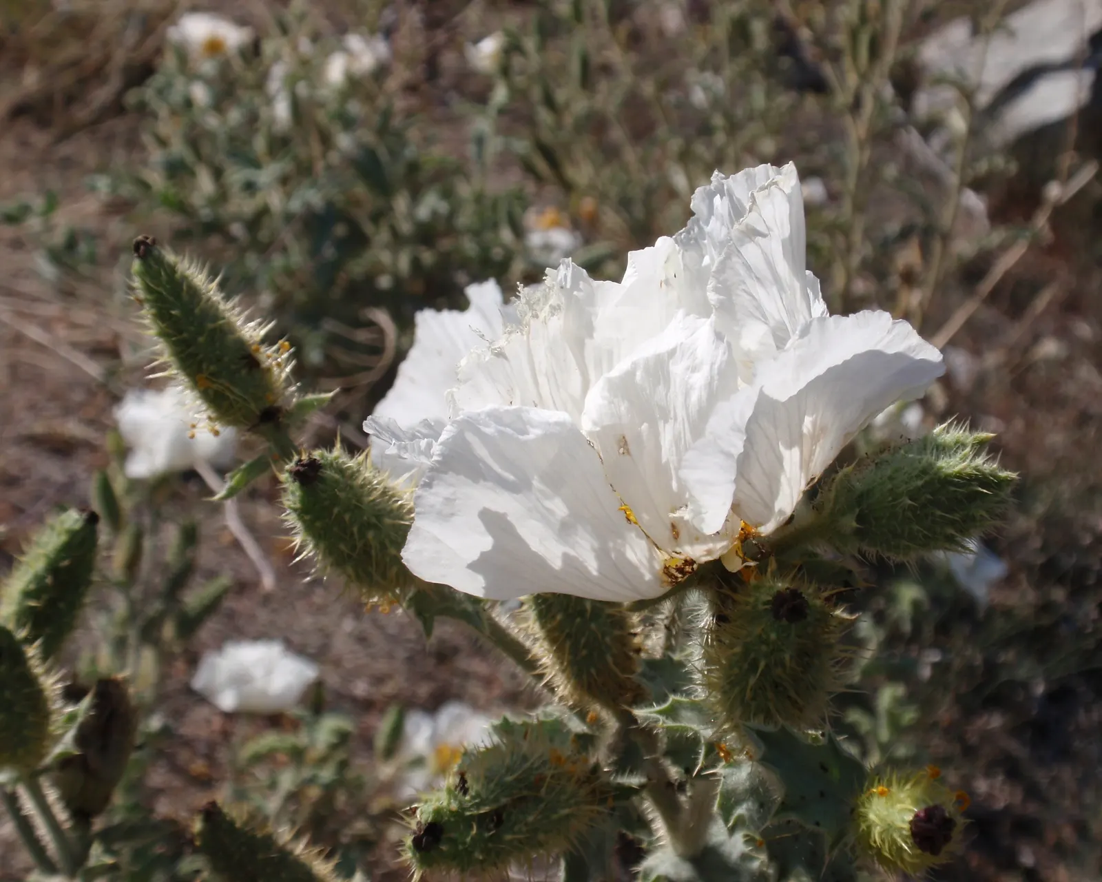 Prickly Poppy (Argemone Munita) — the Argemone munita's silvery-blue foliage presents an attractive color contrast; multi-colored and white flowers, image 119