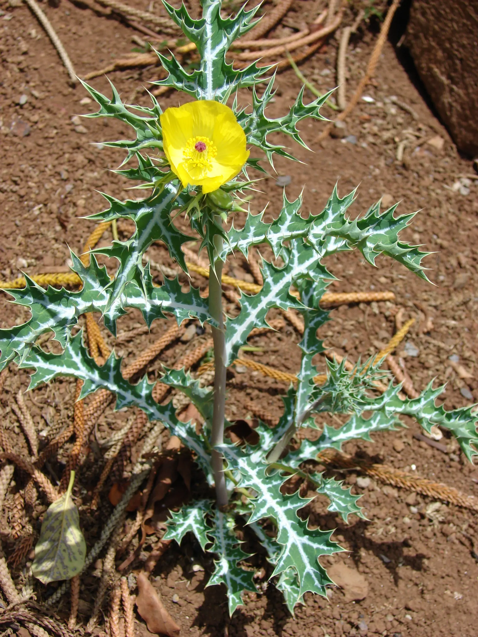 Prickly Poppy (Argemone Munita) — commonly referred to as the Prickly Poppy; the blooms are characteristically pure white with a vibrant yellow, image 58
