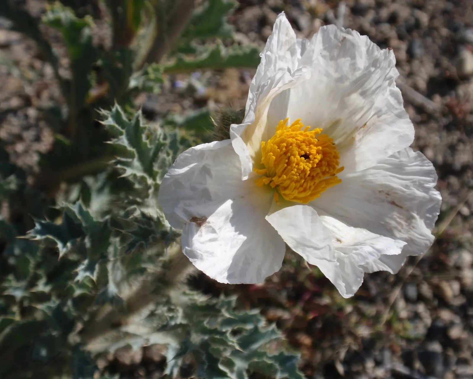 Prickly Poppy (Argemone Munita) — Blooming from spring to summer, this drought-tolerant plant thrives in full sun and well-drained soils