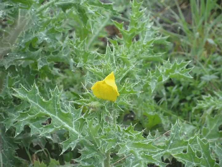 Prickly Poppy (Argemone Munita) — Prickly Poppy (Argemone munita) is a striking perennial with a bold presence; blooming from spring to summer, this, image 53