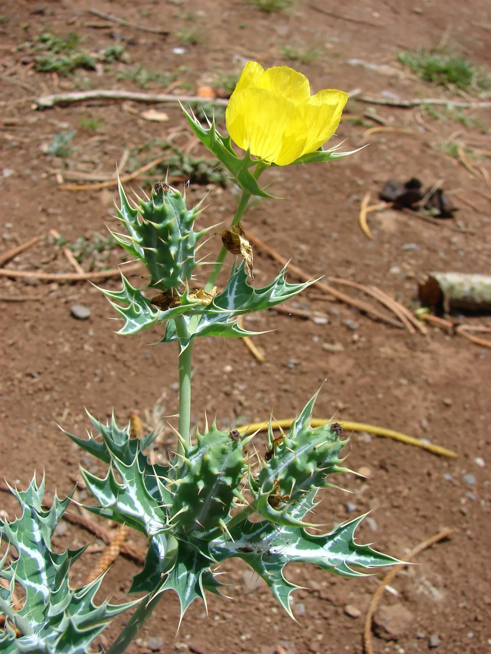 Prickly Poppy (Argemone Munita) — the Prickly Poppy is an exceptional candidate