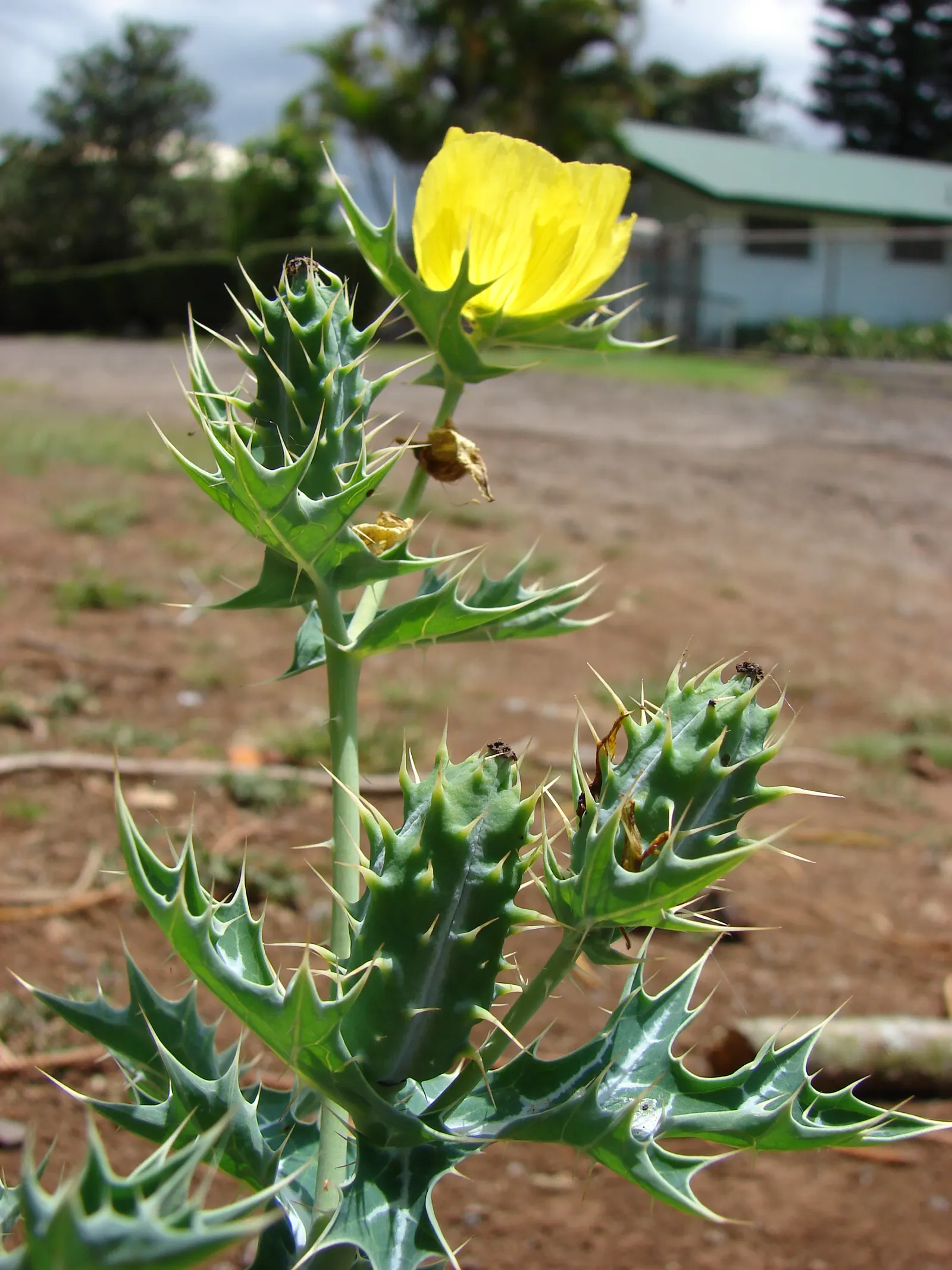 Prickly Poppy (Argemone Munita) — and can provide a deterrent against browsing by small animals.<br><br>Given its hardiness