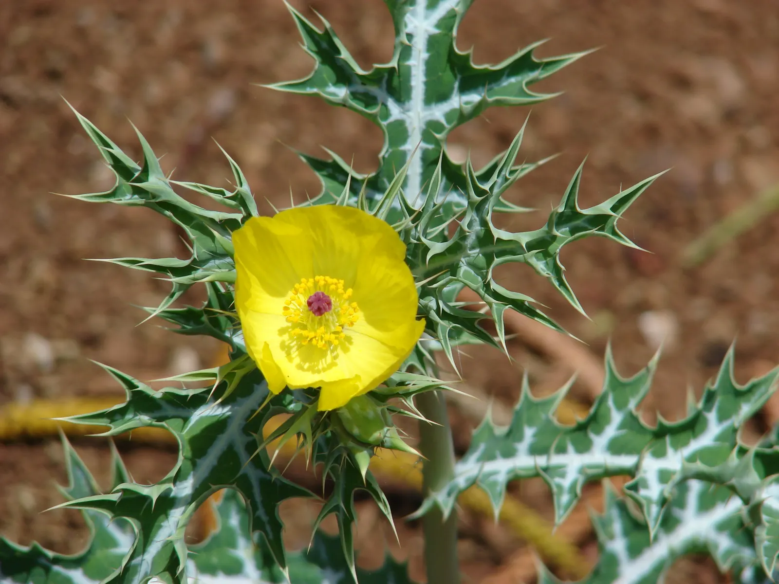 Prickly Poppy (Argemone Munita) — enhancing the garden's ecology.<br><br>Adapted to well-drained soils; and can provide a deterrent against, image 144