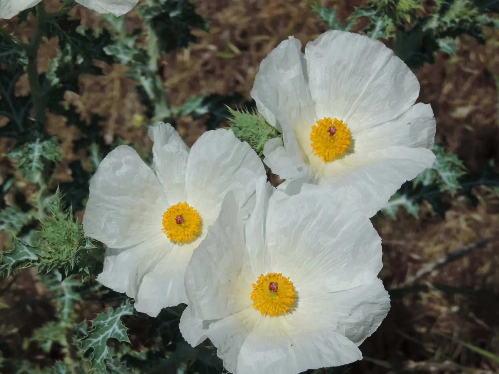Prickly Poppy (Argemone Munita) — the Prickly Poppy can thrive in USDA zones 7 through 10; when integrating into landscape design