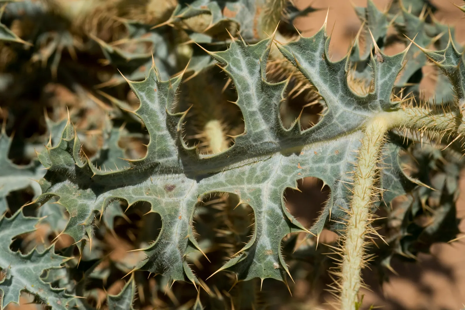 Prickly Poppy (Argemone Munita) — the Argemone munita's silvery-blue foliage presents an attractive color contrast; multi-colored and white flowers, image 145
