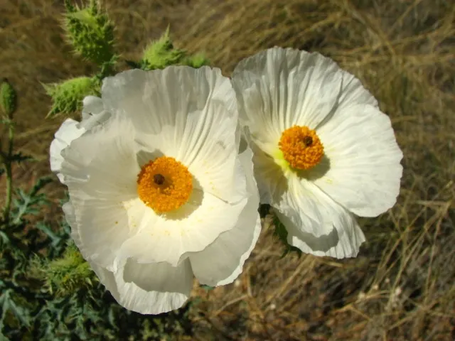 Prickly Poppy (Argemone Munita) — the Prickly Poppy can thrive in USDA zones 7 through 10; when integrating into landscape design, image 122