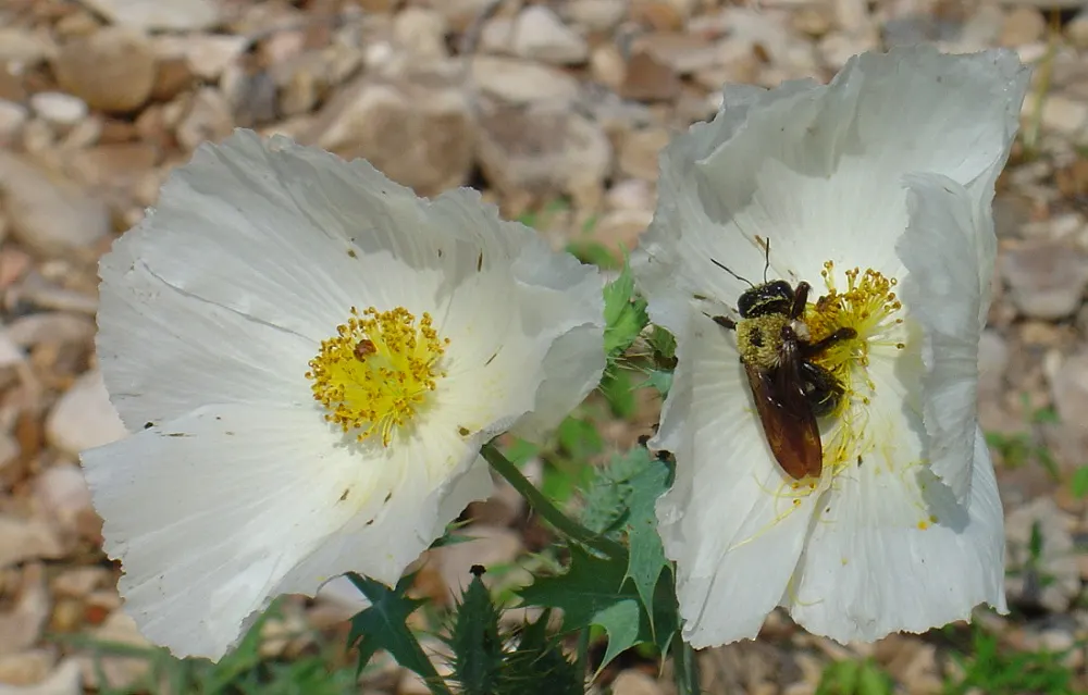Prickly Poppy (Argemone Munita) — providing a bold vertical presence; the Argemone munita's silvery-blue foliage presents an attractive color, image 62