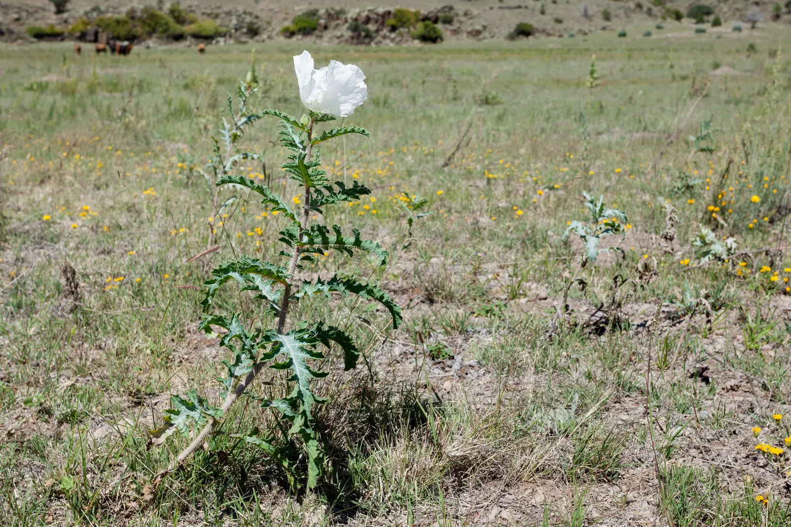 Prickly Poppy (Argemone Munita) — Its leaves and stems are covered with spiny prickles