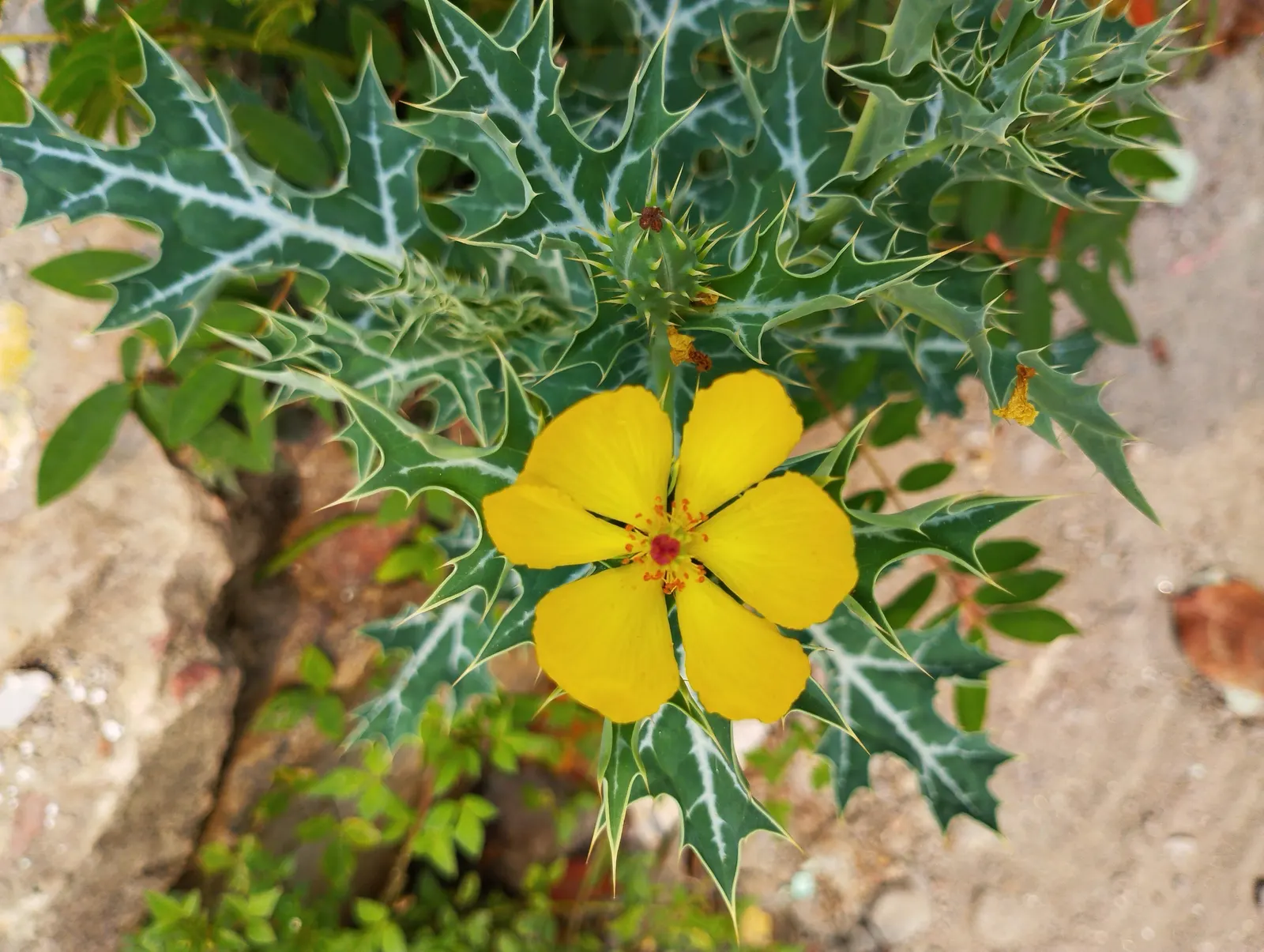 Prickly Poppy (Argemone Munita) — Prickly Poppy (Argemone munita) is a striking perennial with a bold presence; blooming from spring to summer, this, image 131