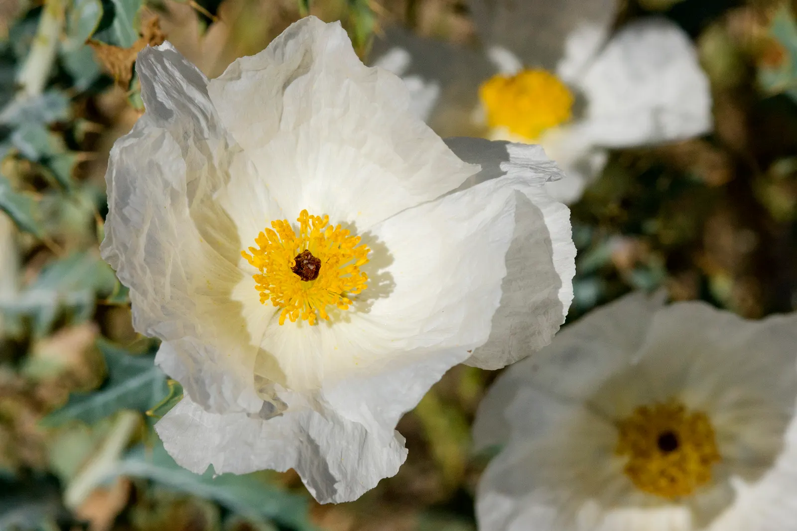Prickly Poppy (Argemone Munita) — Prickly Poppy (Argemone munita) is a striking perennial with a bold presence; blooming from spring to summer, this, image 105
