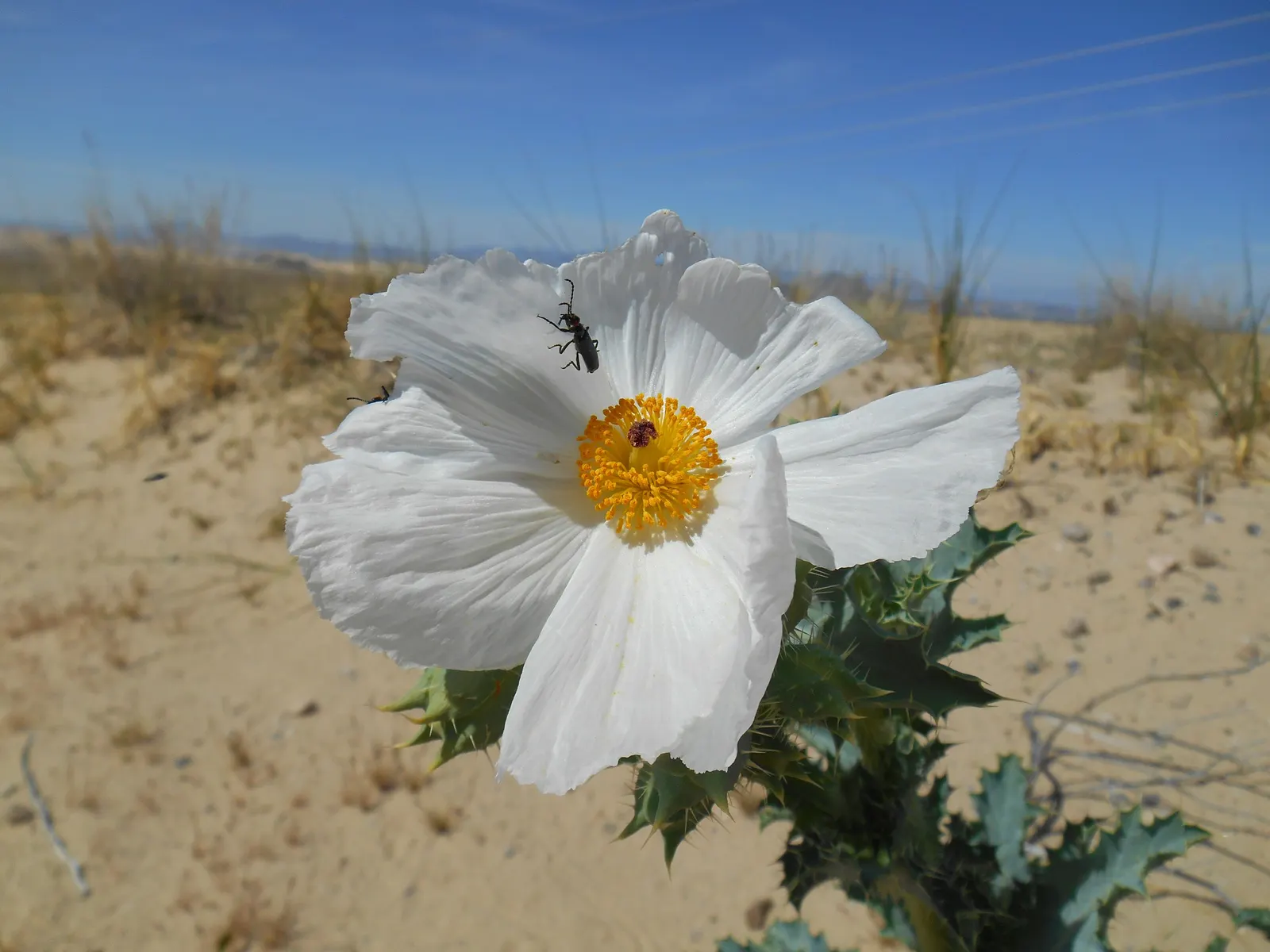 Prickly Poppy (Argemone Munita) — multi-colored and white flowers in the garden; with a spread of approximately 1 to 2 feet, image 102