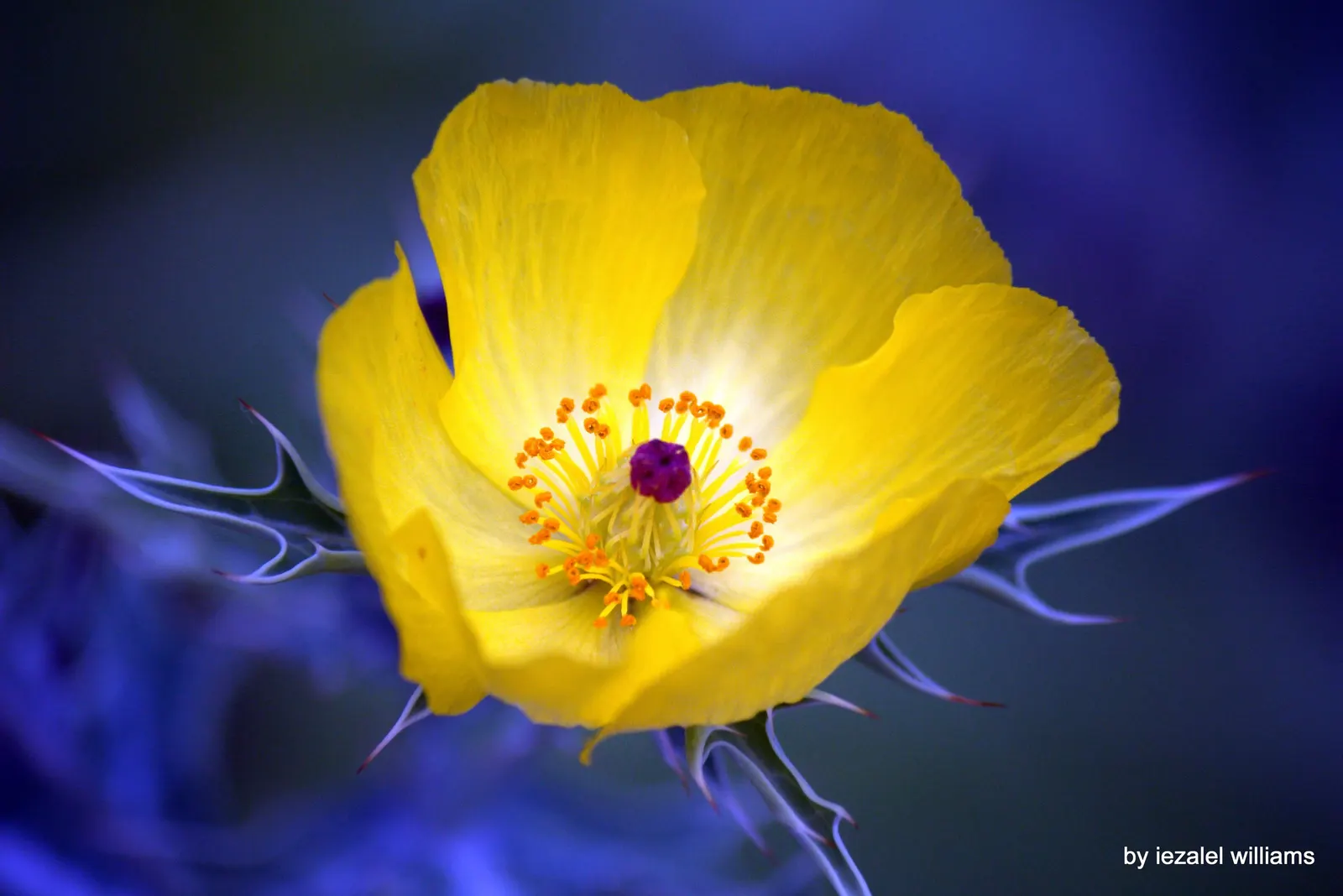 Prickly Poppy (Argemone Munita) — commonly referred to as the Prickly Poppy