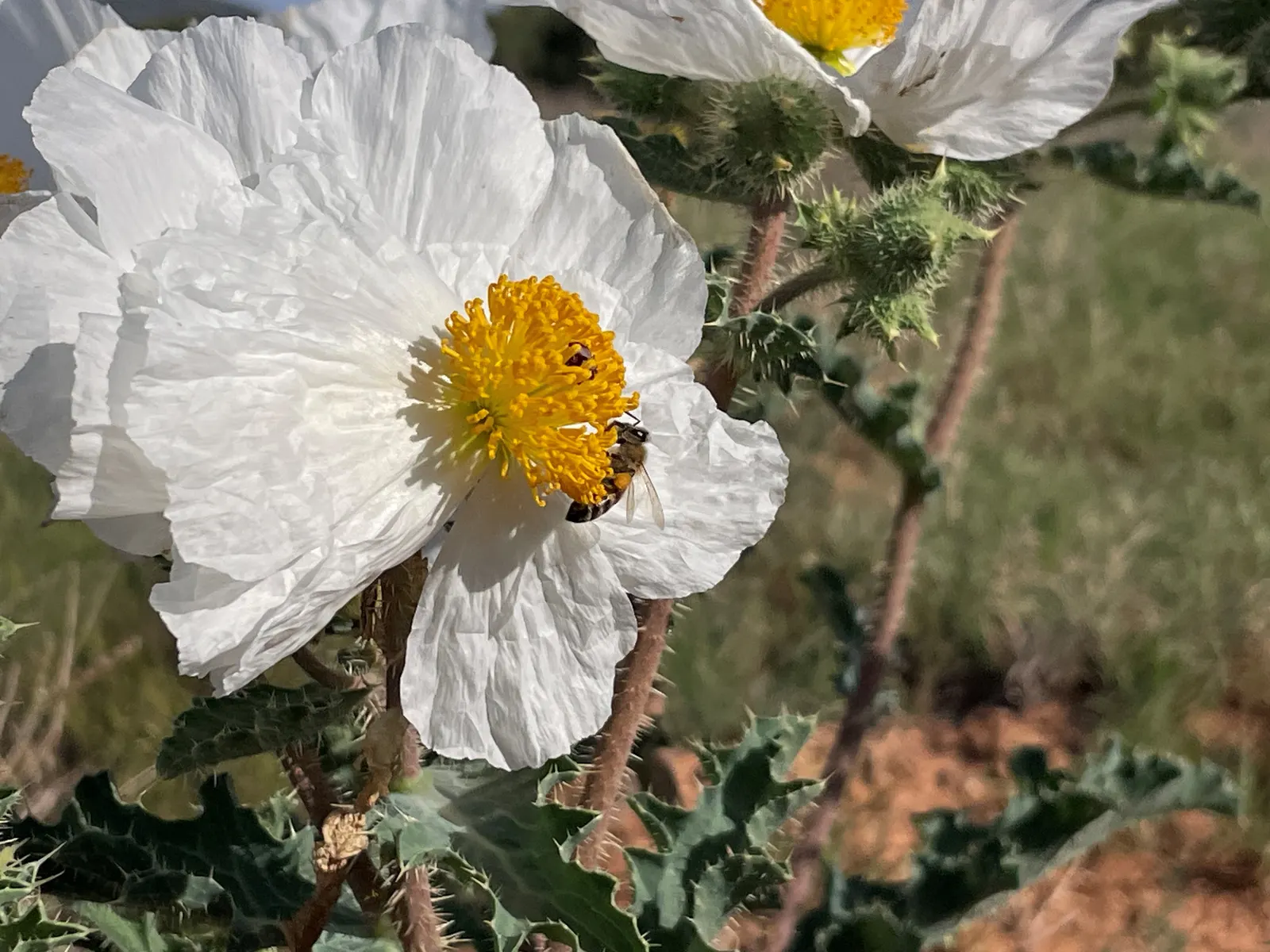 Prickly Poppy (Argemone Munita) — the Prickly Poppy can thrive in USDA zones 7 through 10; when integrating into landscape design, image 96