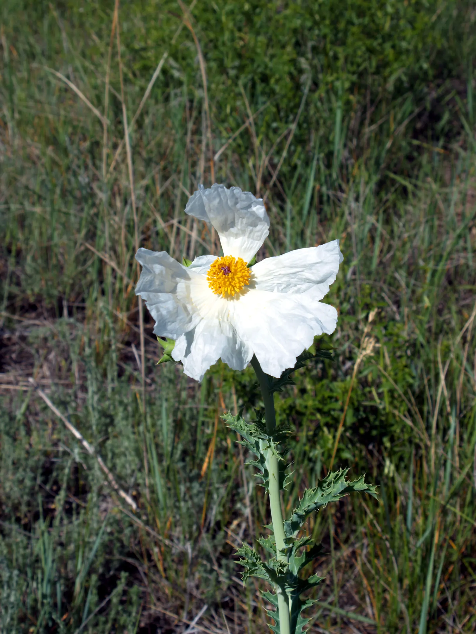Prickly Poppy (Argemone Munita) — It reaches up to 3ft in height and 2ft in width; which bloom from late spring to early fall, image 54