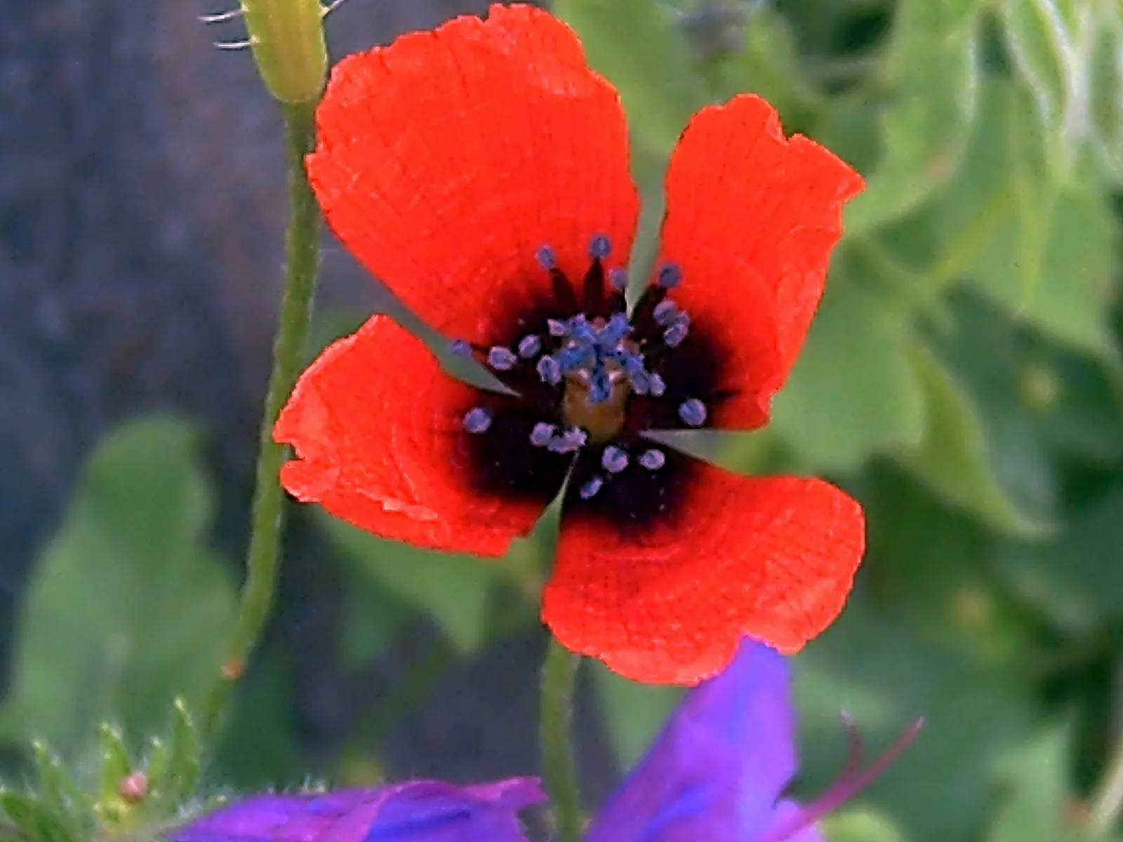 Prickly Poppy (Argemone Munita) — Prickly Poppy (Argemone munita) is a striking perennial with a bold presence; blooming from spring to summer, this