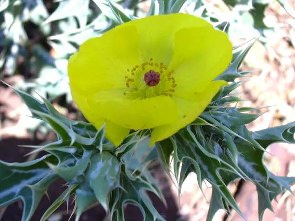 Prickly Poppy (Argemone Munita) — the Argemone munita's silvery-blue foliage presents an attractive color contrast