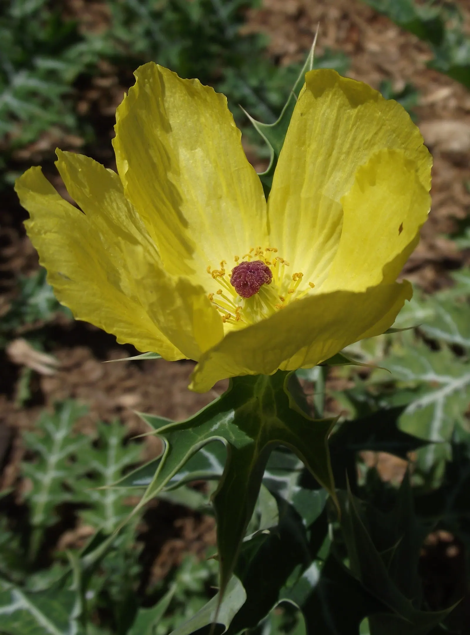 Prickly Poppy (Argemone Munita) — Blooming from spring to summer, this drought-tolerant plant thrives in full sun and well-drained soils; annual /, image 82