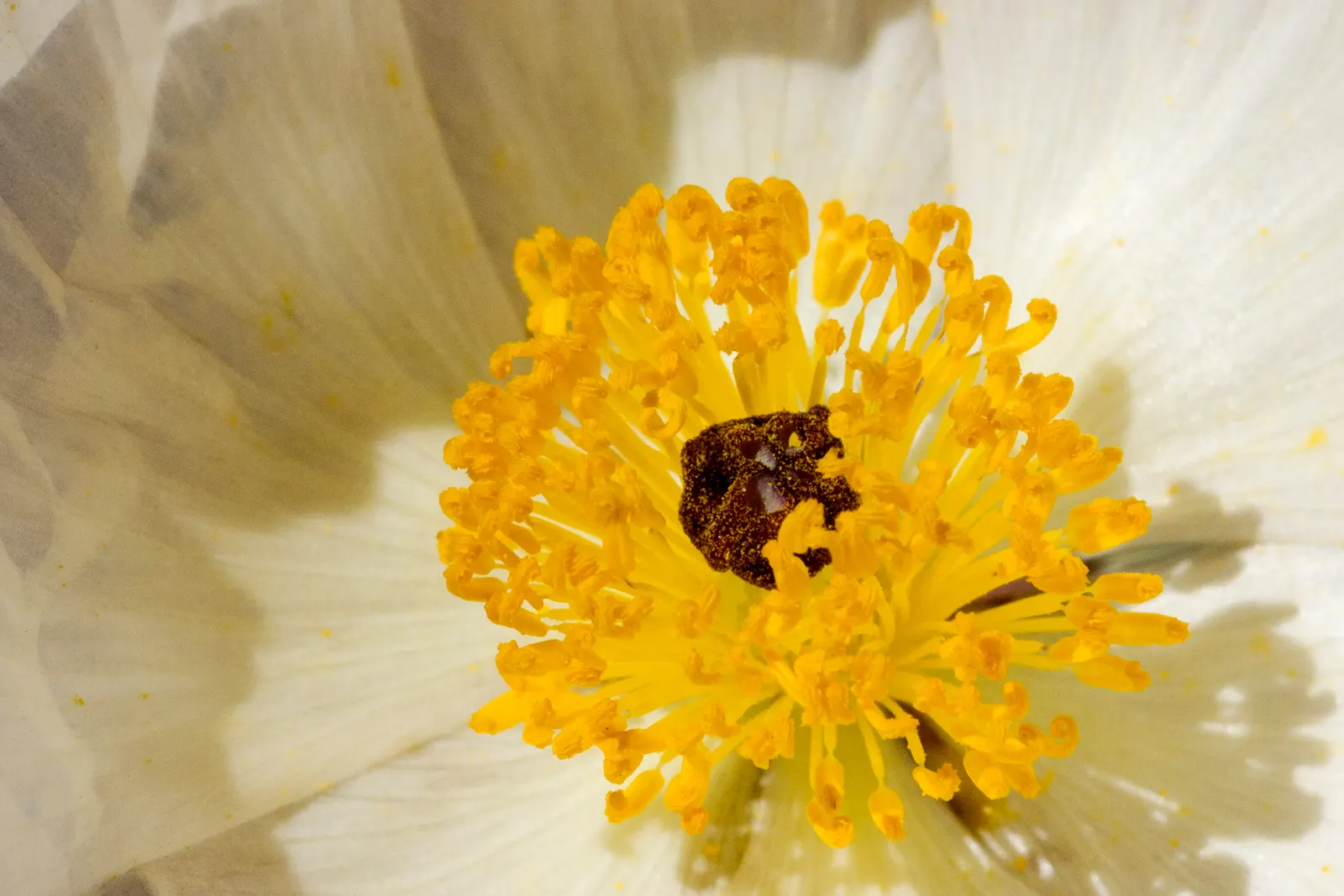 Prickly Poppy (Argemone Munita) — This North American native flourishes under full sun exposure and is highly drought tolerant