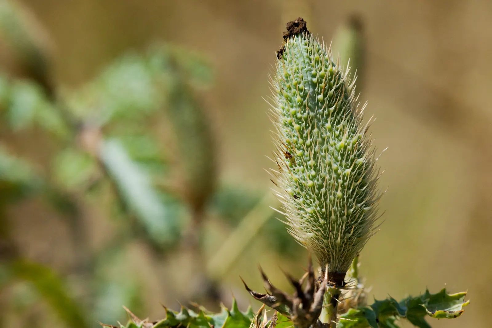 Prickly Poppy (Argemone Munita) — with a spread of approximately 1 to 2 feet; this North American native flourishes under full sun exposure and is, image 139