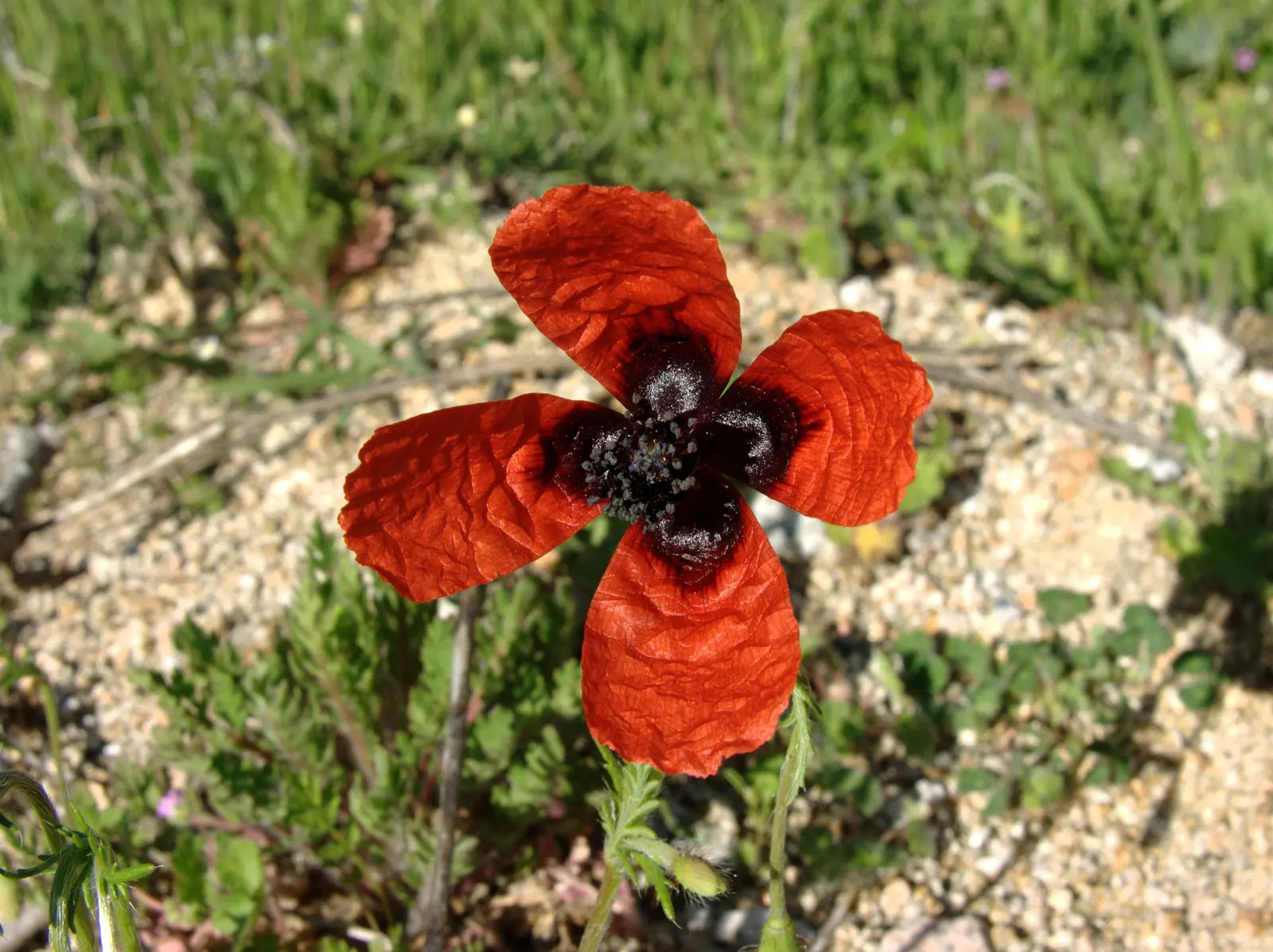 Prickly Poppy (Argemone Munita) — multi-colored and white flowers in the garden; with a spread of approximately 1 to 2 feet