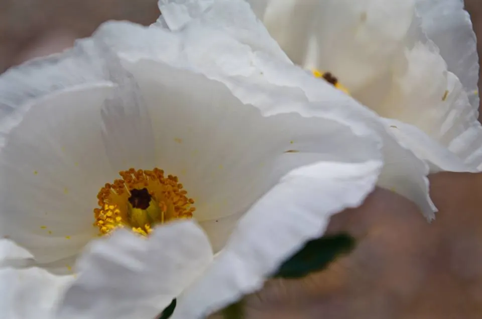 Prickly Poppy (Argemone Munita) — and can provide a deterrent against browsing by small animals.<br><br>Given its hardiness; are large with a, image 95