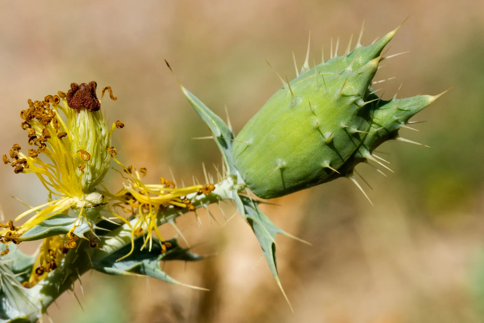 Prickly Poppy (Argemone Munita) — the Prickly Poppy is an exceptional candidate; it reaches up to 3ft in height and 2ft in width, image 101