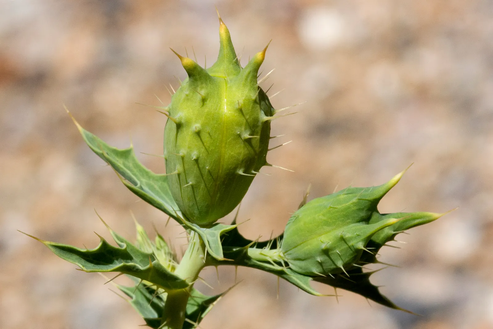 Prickly Poppy (Argemone Munita) — Excellent for xeriscaping, it adds texture and a vibrant splash of color to arid landscapes; commonly referred to, image 57