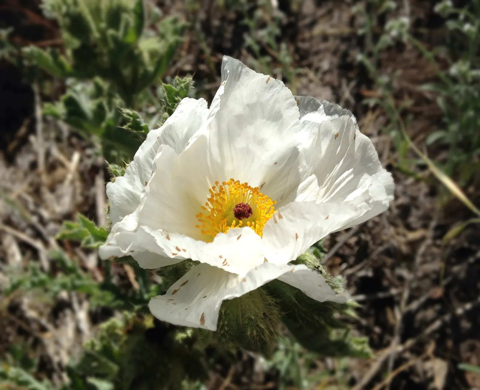 Prickly Poppy (Argemone Munita) — commonly referred to as the Prickly Poppy; the blooms are characteristically pure white with a vibrant yellow, image 84