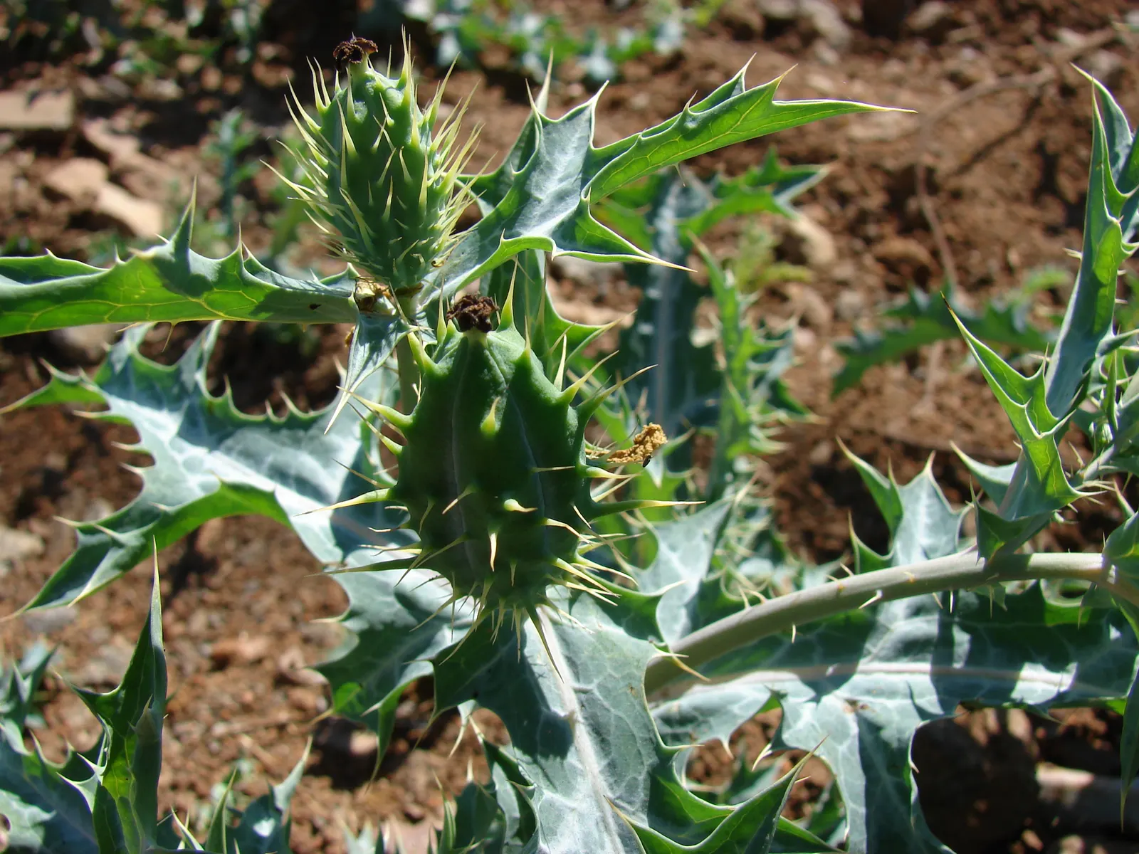 Prickly Poppy (Argemone Munita) — Excellent for xeriscaping, it adds texture and a vibrant splash of color to arid landscapes; commonly referred to as the