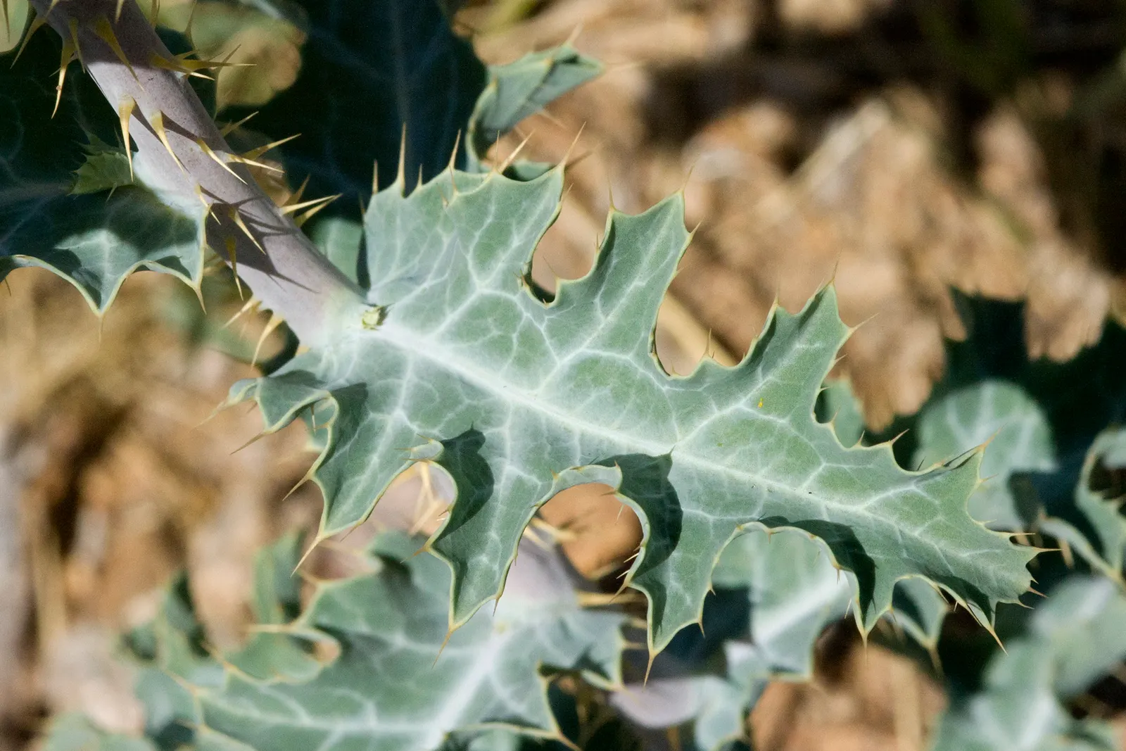 Prickly Poppy (Argemone Munita) — the Argemone munita's silvery-blue foliage presents an attractive color contrast; multi-colored and white flowers, image 67