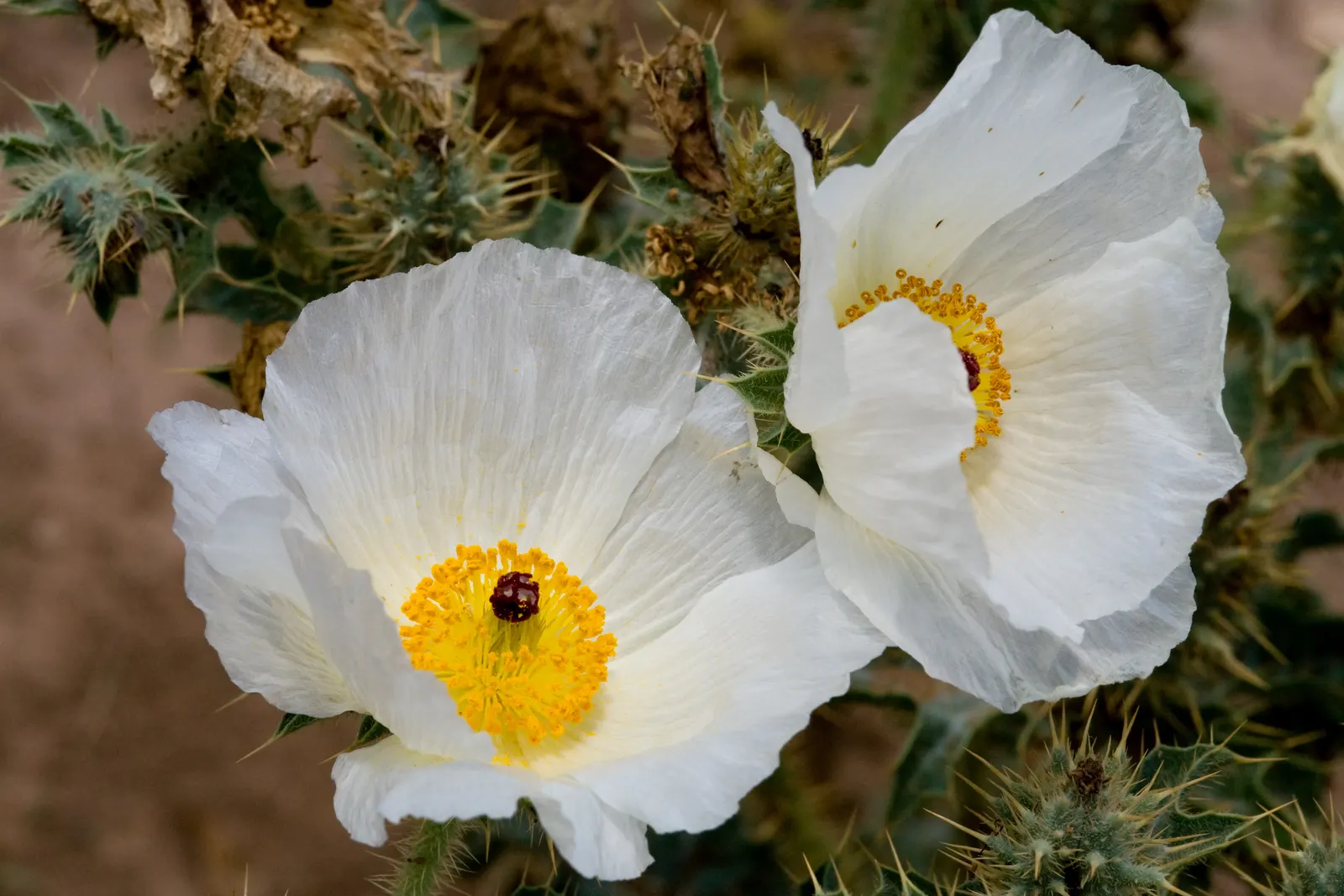 Prickly Poppy (Argemone Munita) — and can provide a deterrent against browsing by small animals.<br><br>Given its hardiness; are large with a diameter ranging