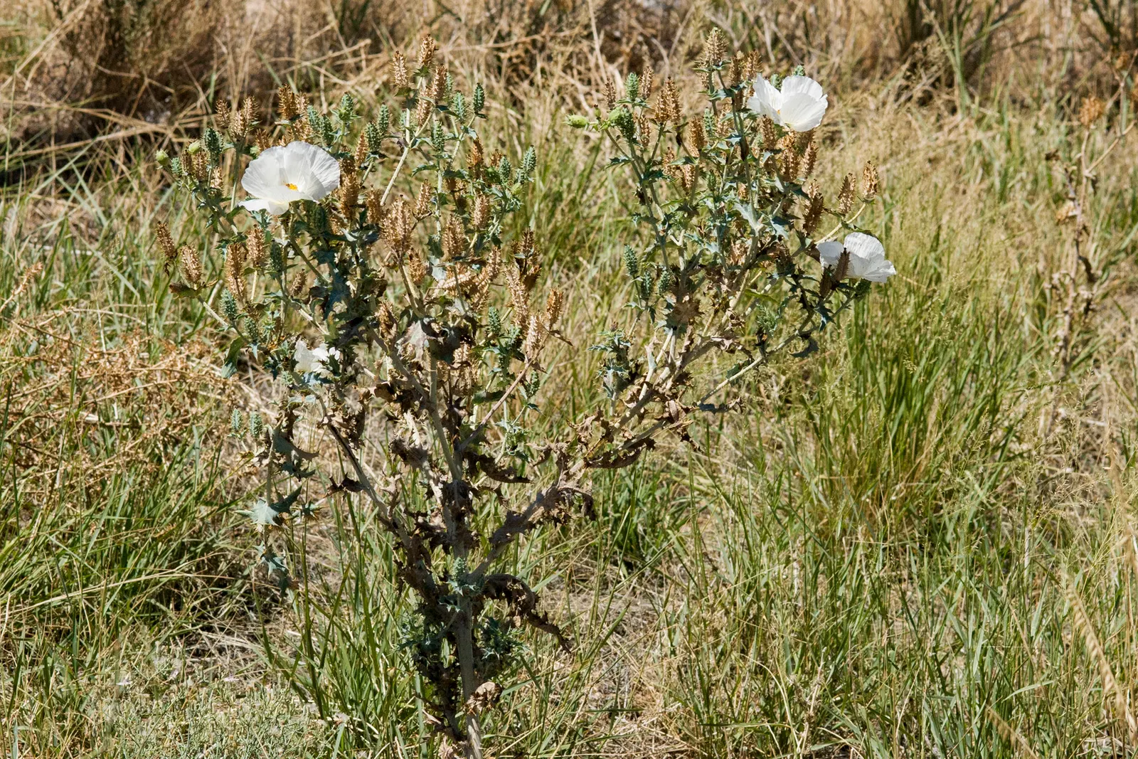 Prickly Poppy (Argemone Munita) — and can provide a deterrent against browsing by small animals.<br><br>Given its hardiness; are large with a, image 121
