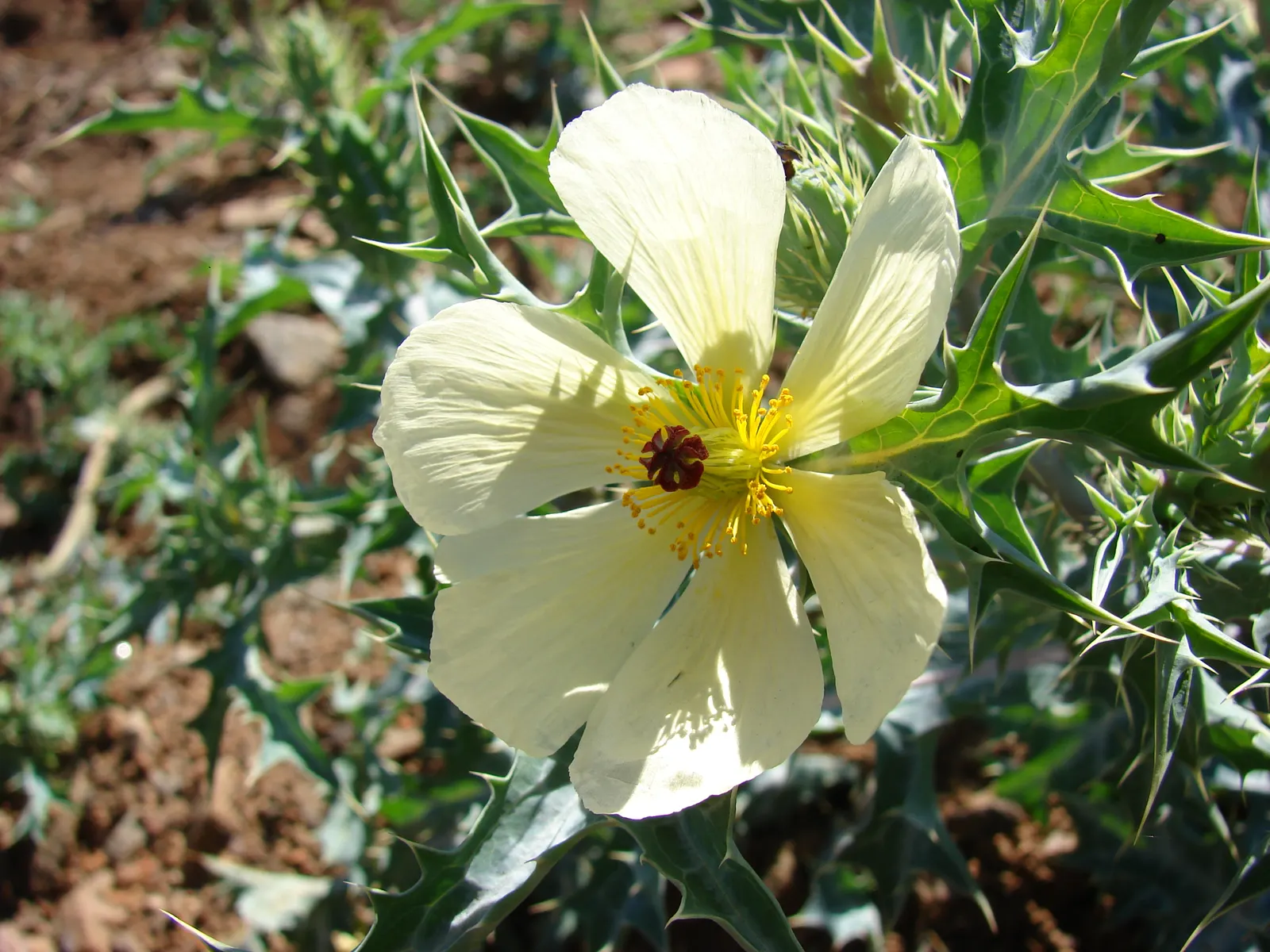 Prickly Poppy (Argemone Munita) — annual / perennial for full