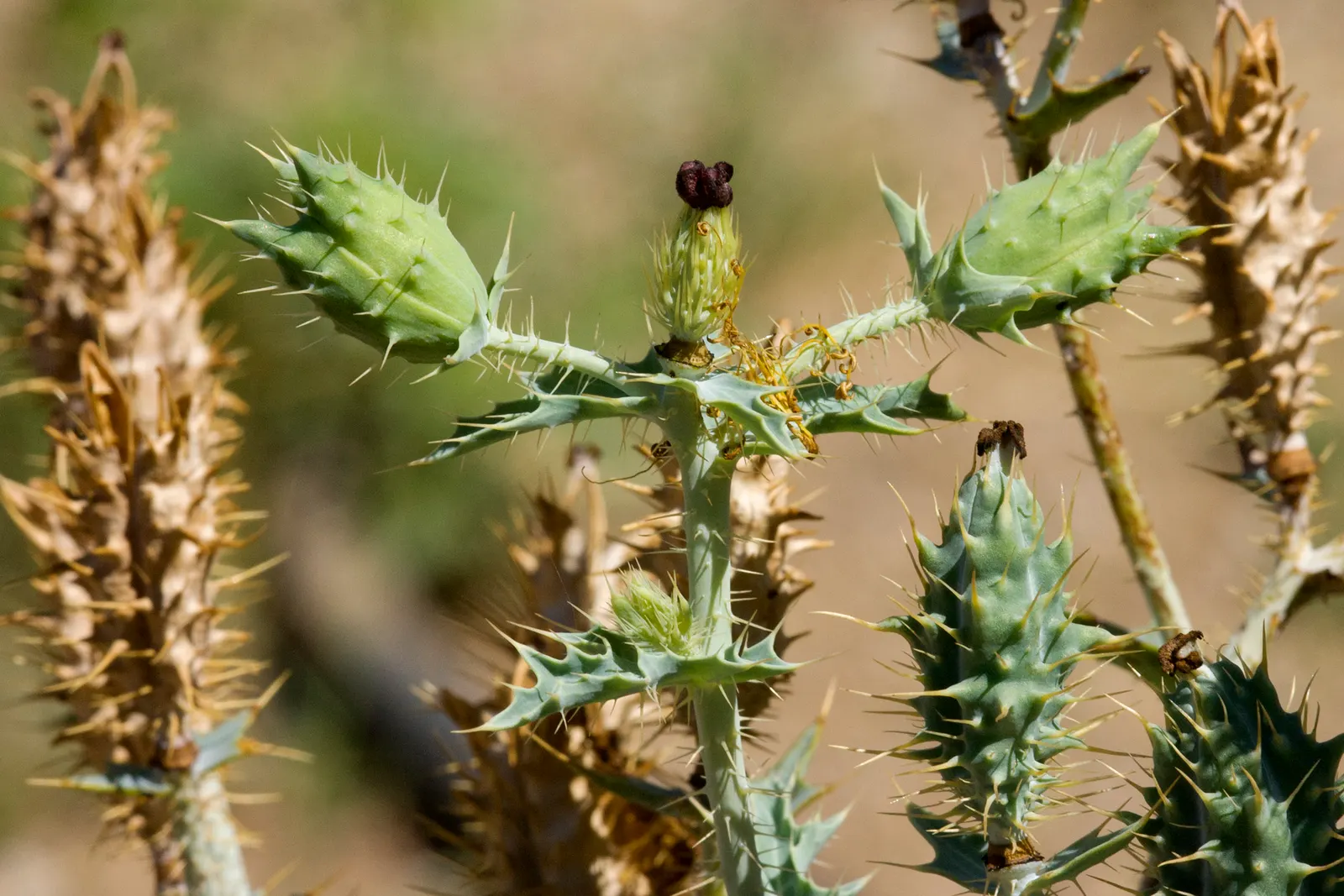 Prickly Poppy (Argemone Munita) — It reaches up to 3ft in height and 2ft in width; which bloom from late spring to early fall, image 80