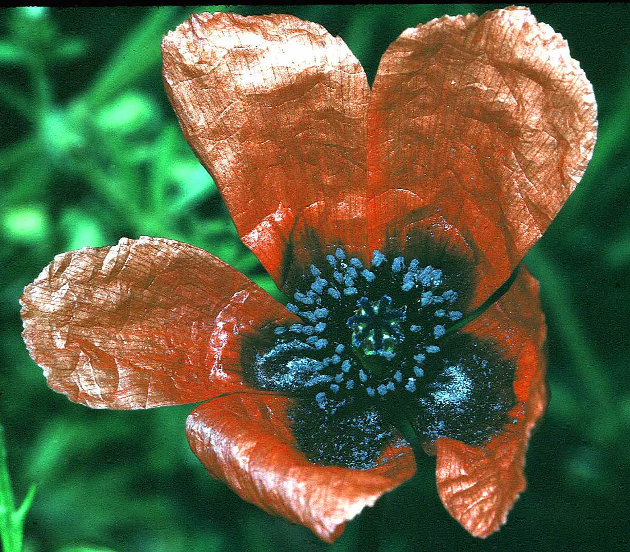 Prickly Poppy (Argemone Munita) — drought-resistant plant with a dramatic flair; despite its prickly nature, image 126