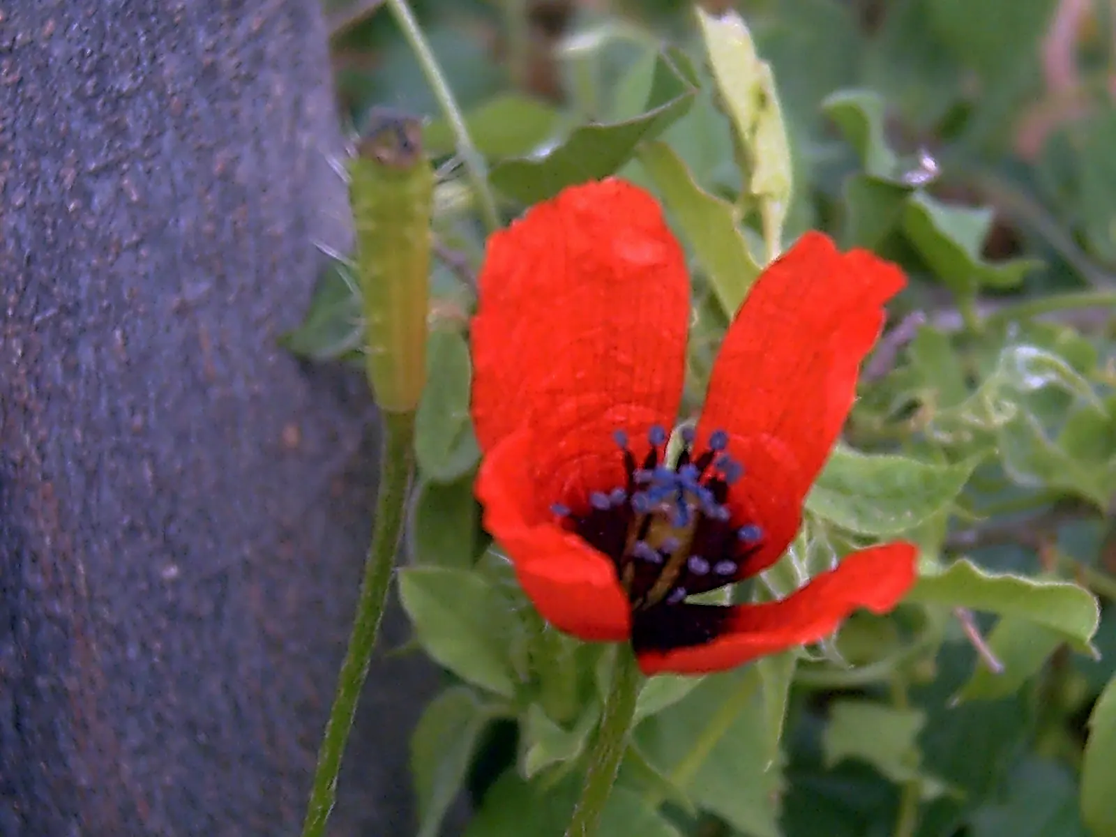Prickly Poppy (Argemone Munita) — annual / perennial for full; the Prickly Poppy is an exceptional candidate, image 104
