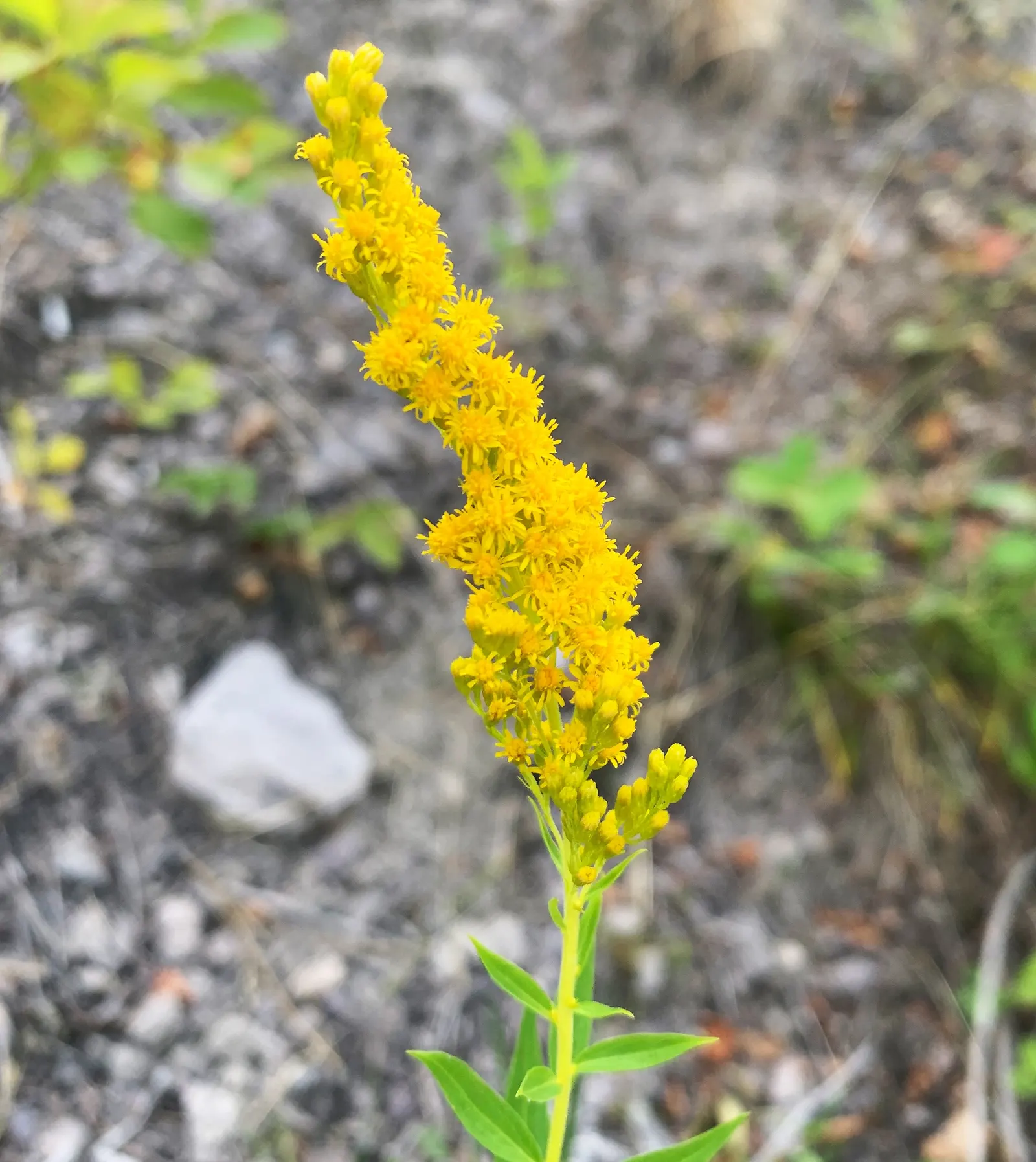 Showy Goldenrod (Solidago Speciosa) — It reaches 2 to 3 feet in height and spreads up to 2 feet wide, adding vertical interest and color to borders