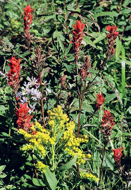 Showy Goldenrod (Solidago Speciosa) — Its most prominent feature is the brilliant
