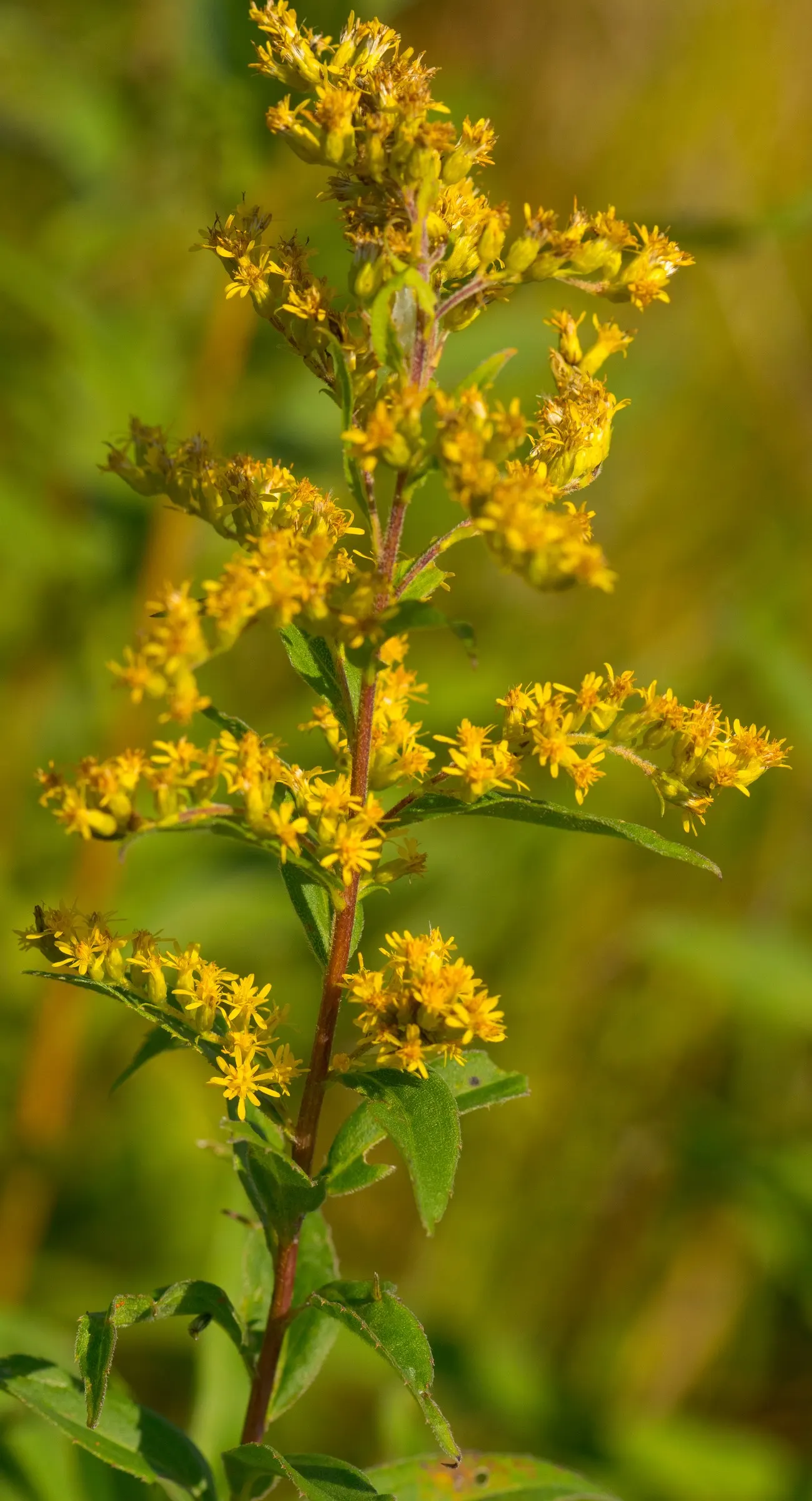 Showy Goldenrod (Solidago Speciosa) — sturdy stems that can reach heights between 2 to 3 feet and widths of around 18 to 24 inches