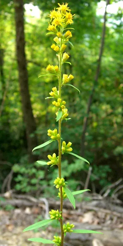 Showy Goldenrod (Solidago Speciosa) — This goldenrod variety is distinguished by its tall