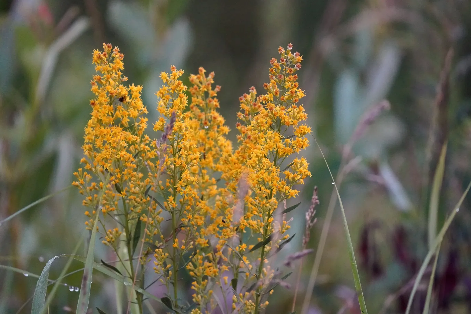Showy Goldenrod (Solidago Speciosa) — This hardy native thrives in full sun with dry to medium, well-drained soil