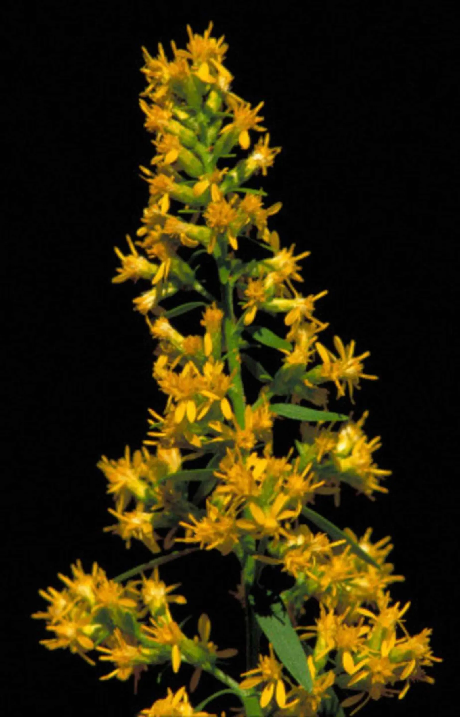 Showy Goldenrod (Solidago Speciosa) — golden-yellow flower clusters it produces in late summer to fall