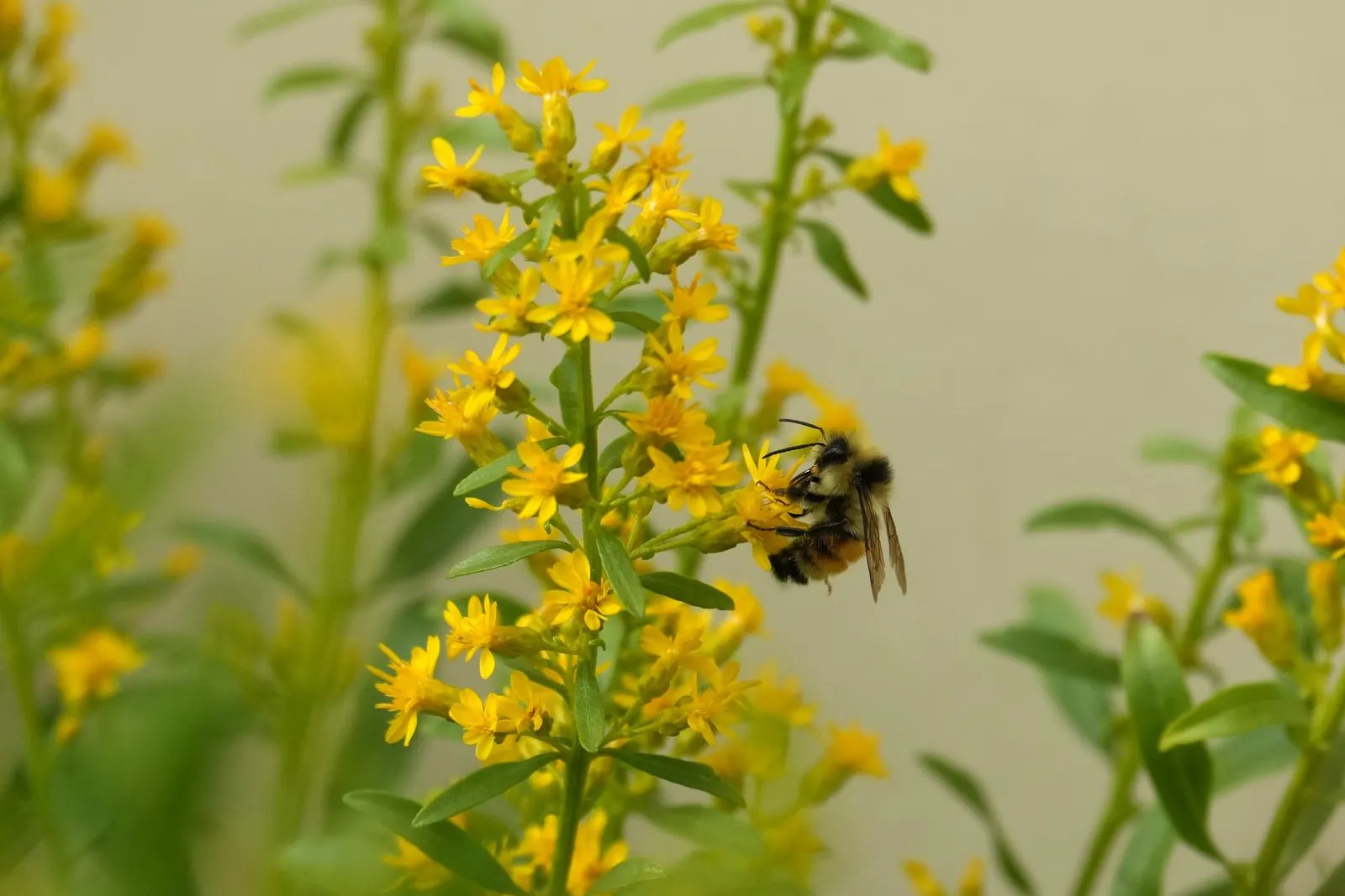 Showy Goldenrod (Solidago Speciosa) — scientifically known as Solidago speciosa
