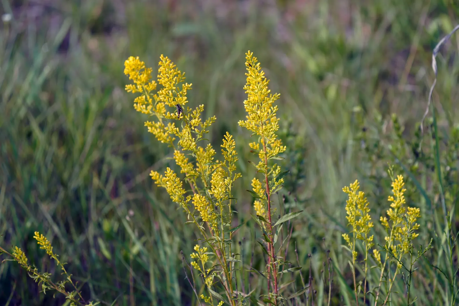 Showy Goldenrod (Solidago Speciosa) — It's also a pollinator magnet, attracting butterflies and bees, and is deer resistant