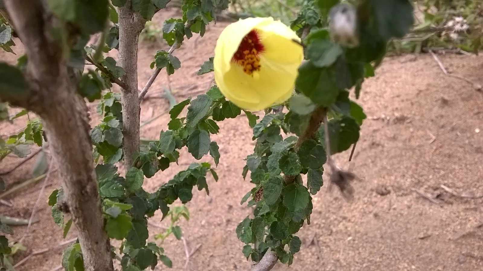 Yellow Bahia (Bahia Absinthifolia) — arid regions.<br><br>Typically reaching a modest height of 12 to 18 inches with a spread of up to 24 inches; the plant
