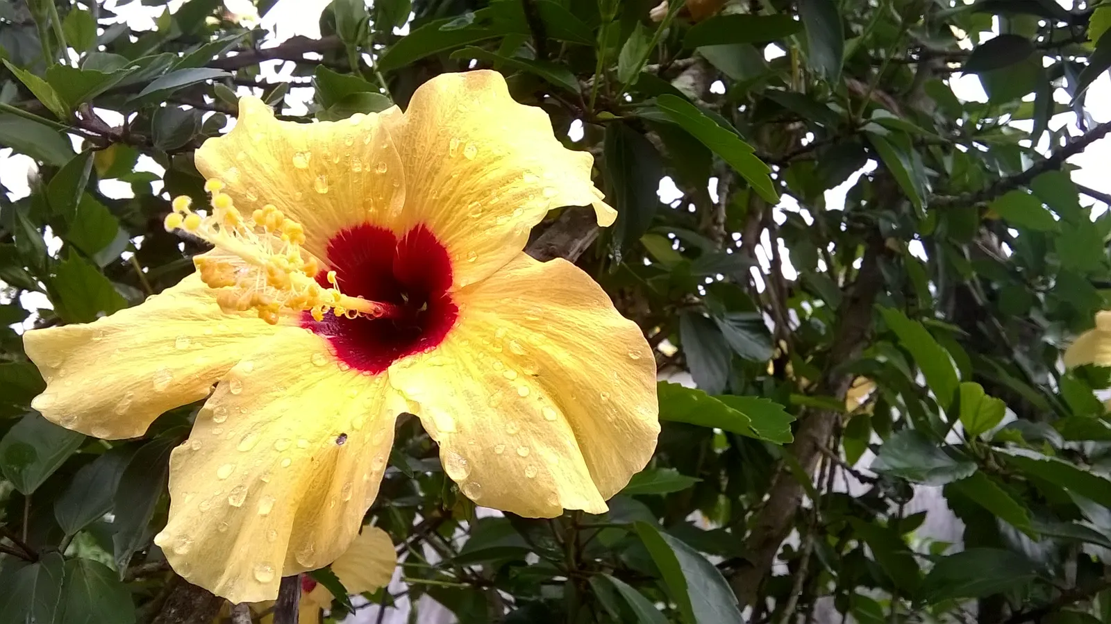 Yellow Bahia (Bahia Absinthifolia) — ground cover / perennial with yellow blooms; is a charming perennial herbaceous plant that brings a burst of vibrant